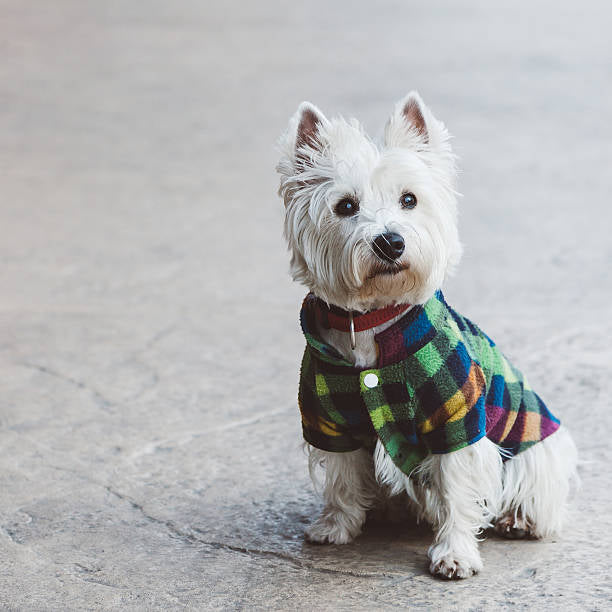 Pet Accessories